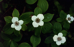 graphic-bunchberry