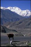 Nanga Parbat and cow