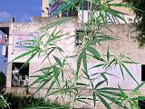 Marijuana (Cannibis sativa: Cannibaceae) in Islamabad